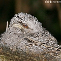 Papuan Frogmouth 2 weeks of age<br />Canon EOS 6D + EF400 F5.6L + SPEEDLITE 580EXII